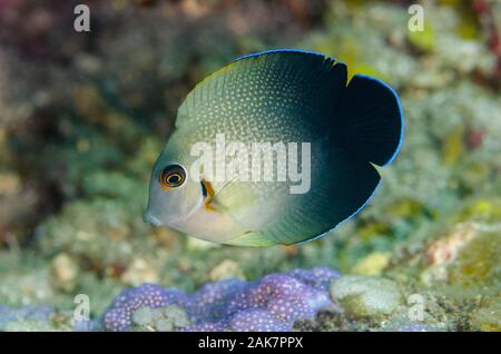Pearl-scaled Angelfish | Centropyge vroliki, Pomacanthidae Family, Palong-palong dive site, Tulamben, Bali, Indonesia, Indian Ocean Stock Photo