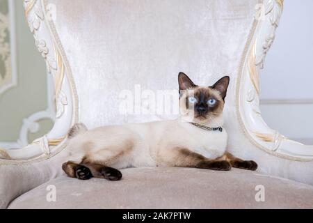 The theme of wealth and luxury. The impudent narcissistic cat of breed Mekong Bobtail poses on a vinage chair in an expensive interior. Thai cat with Stock Photo