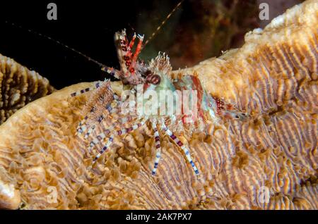 Saron Shrimp, Saron marmoratus, Hippolytidae Family, on coral, night dive, Pyramids dive site, Amed, Bali, Indonesia, Indian Ocean Stock Photo