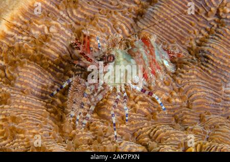 Saron Shrimp, Saron marmoratus, Hippolytidae Family, on coral, night dive, Pyramids dive site, Amed, Bali, Indonesia, Indian Ocean Stock Photo