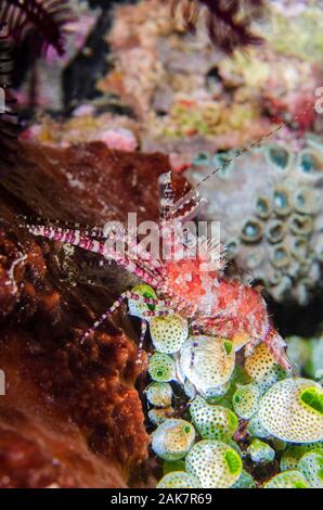 Saron Shrimp, Saron marmoratus, Hippolytidae Family, night dive, Pyramids dive site, Amed, Bali, Indonesia, Indian Ocean Stock Photo