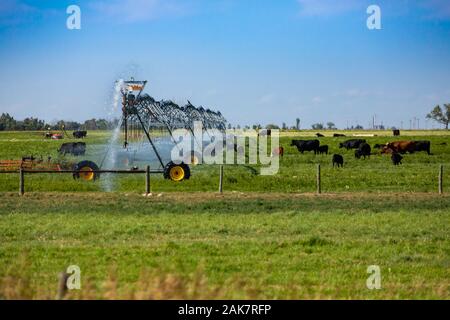 Large farm irrigation sprinkler system watering grass crop Stock Photo ...