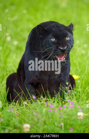 Close encounter with leopard. Black Leopard. Tiger, white tiger. Lion