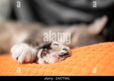 Fluffy paws of a cat that sleeps on an orange pillow, close-up. Stock Photo