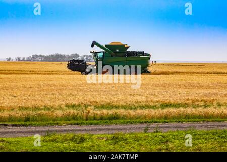 A wide angle and side view of a combine harvester tractor working on a grain farm during harvest season, collecting golden wheat in countryside with copy space Stock Photo