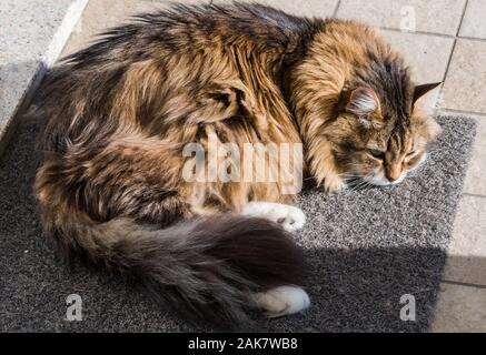 Wonderful long haired cat of siberian breed Stock Photo