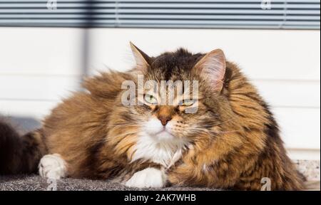 Wonderful long haired cat of siberian breed Stock Photo