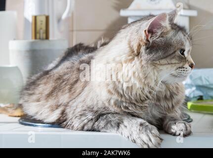 Wonderful long haired cat of siberian breed Stock Photo