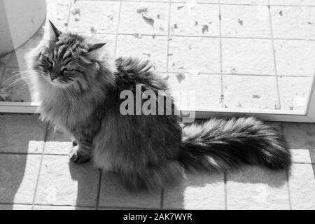 Wonderful long haired cat of siberian breed Stock Photo