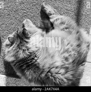 Wonderful long haired cat of siberian breed Stock Photo