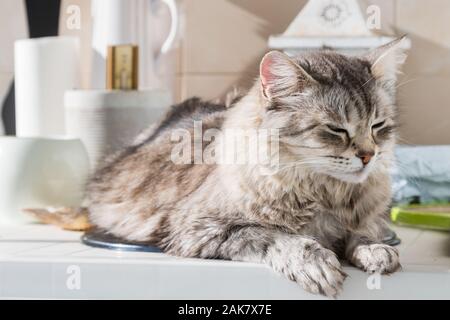 Wonderful long haired cat of siberian breed Stock Photo