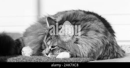 Wonderful long haired cat of siberian breed Stock Photo