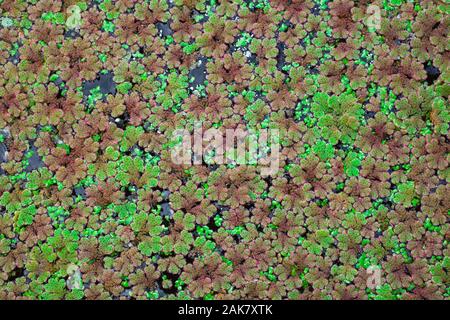 Weed floating on the surface of a quiet stream, Christchurch, New Zealand. Stock Photo