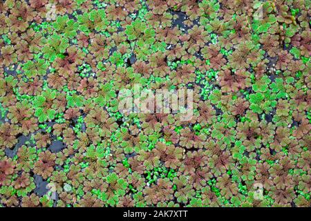 Weed floating on the surface of a quiet stream, Christchurch, New Zealand. Stock Photo