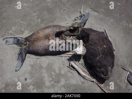 Flotsam on a beach: the remains of dead animals. This one is a fur seal pup. Many hundreds of these are born each season in this area. Some don't make. Stock Photo