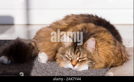 Wonderful long haired cat of siberian breed Stock Photo