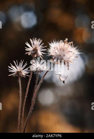 The dried dandelion seeds Stock Photo