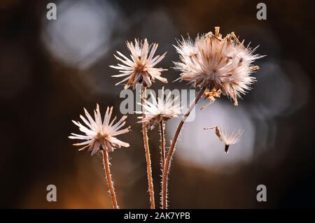 The dried dandelion seeds Stock Photo