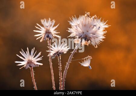 The dried dandelion seeds Stock Photo