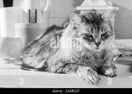 Wonderful long haired cat of siberian breed Stock Photo