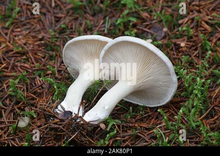 Clitopilus prunulus, known as the miller or the sweetbread mushroom, wild edible mushrooms from Finland Stock Photo