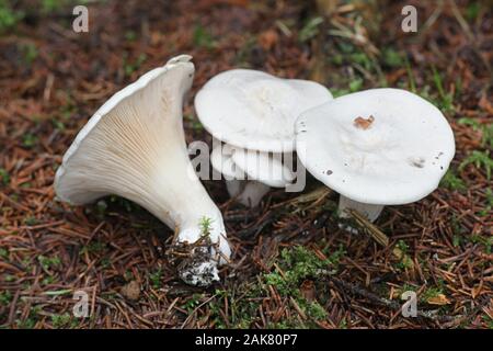 Clitopilus prunulus, known as the miller or the sweetbread mushroom, wild mushrooms from Finland Stock Photo