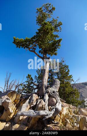 A large pine tree has managed to thrive growing out of granite boulders. Stock Photo