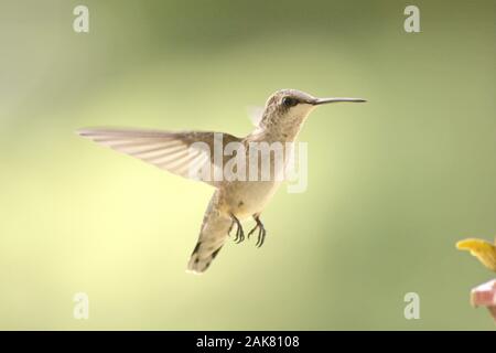 Ruby-throated hummingbird in flight approaching a feeder.