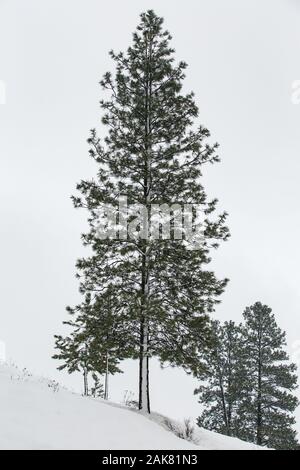 Majestic snow covered pine tree on a hillside with grey winter sky in British Columbia, Canada Stock Photo