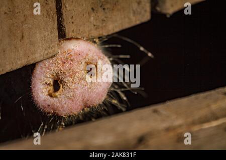 A little pig shows his round pink nose a little piglet with two holes sticking it out of the cage stall Stock Photo