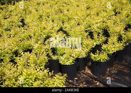 Commercial Spiraea - Spirea shrub plant production in black plastic containers in late spring. Stock Photo