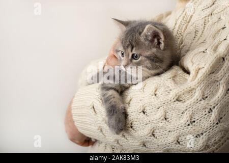 Man holding cute striped kitten. Gray striped kitten playing sleeping on hands in a beige cotton sweater.Cozy home, winter Christmas.Little cute Stock Photo