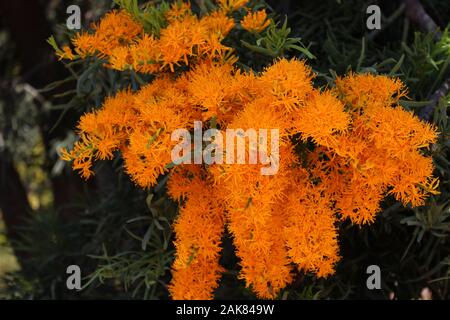 Nuytsia tree flower Stock Photo