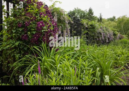 Black iron fence adorned with flowering plants in springtime, Centre de la Nature, Saint-Vincent-de-Paul, Laval, Quebec, Canada. Stock Photo