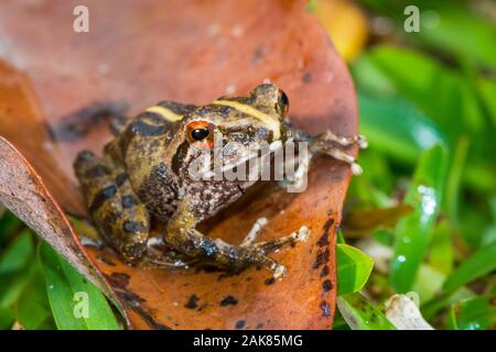 Pseudophilautus alto, an endemic species of frog in the Rhacophoridae family with a very restricted distribution range from the cloud forest of Horton Stock Photo