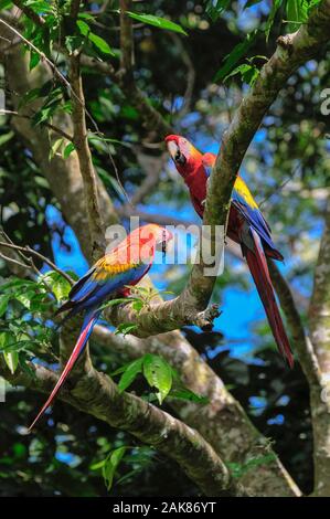 scarlet macaw, Ara macao, pair, Tambopata National Reserve, Madre de Dios Region, Tambopata Province, Peru, Amazonia Stock Photo