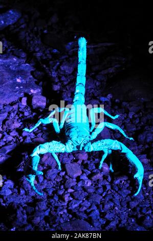 giant forest scorpion, Heterometrus sp., showing fluorescence under UV light, Western Ghats, aka Sahyadri, Goa, India Stock Photo