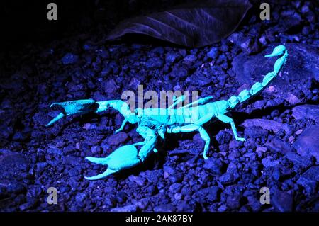 giant forest scorpion, Heterometrus sp., showing fluorescence under UV light, Western Ghats, aka Sahyadri, Goa, India Stock Photo