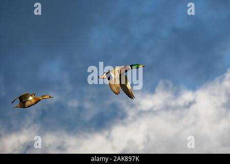 Mallard (Anas platyrhynchos) flying over Bolsa Chica wetlands, Huntington beach, ca USA
