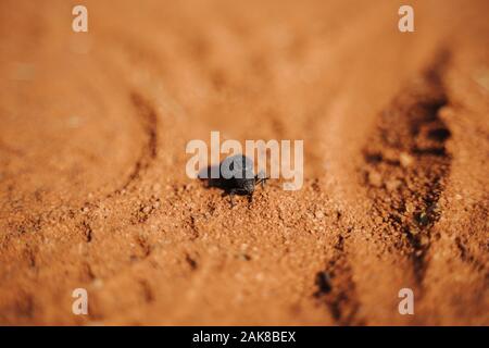 A Fog Basking Beetle (Onymacris unguicularis) on the crest of a sand ...