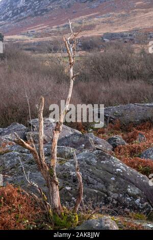 Dead tree in the Ogwen Valley, Snowdonia, North Wales Stock Photo