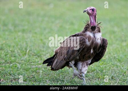 Lappet-faced Vulture (Torgos tracheliotos) on the ground, Maasai Mara, Kenya. Stock Photo