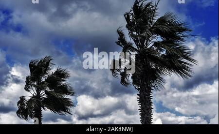 Palm trees in a gale. White clouds on a bright blue sky. The wind sways the leaves of the trees. Tropical landscape Stock Photo