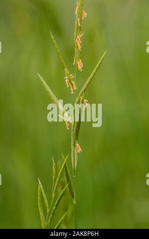 Tor-grass, Brachypodium pinnatum, in flower in calcareous grassland. Stock Photo