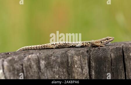 Common Wall lizard, Podarcis muralis, in the western form known as Podarcis muralis brogniardii, Brenne, North France. Stock Photo