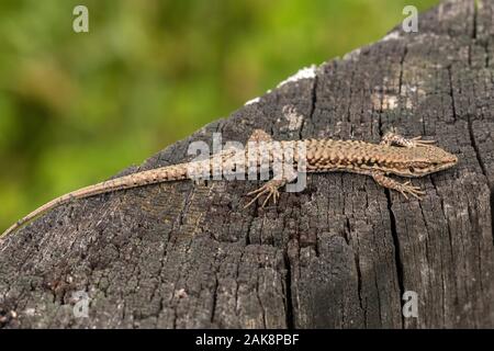 Common Wall lizard, Podarcis muralis, in the western form known as Podarcis muralis brogniardii, Brenne, North France. Stock Photo