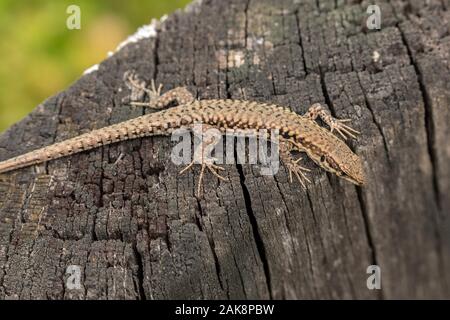 Common Wall lizard, Podarcis muralis, in the western form known as Podarcis muralis brogniardii, Brenne, North France. Stock Photo
