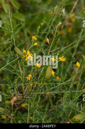 Petty whin, Genista anglica, in flower in damp acidic grassland. Stock Photo