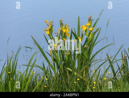 Yellow flag, Iris pseudacorus, growing on lake margin. Stock Photo