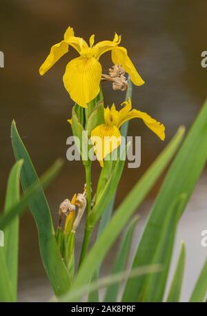 Yellow flag, Iris pseudacorus, growing on lake margin. Stock Photo